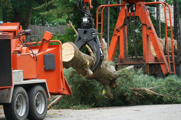 Best Firewood Processing and Delivery  in Mcdonald, OH